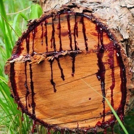 蓝眼菊|乡下拍到的照片，99的人没见过尤其是第7张绝了