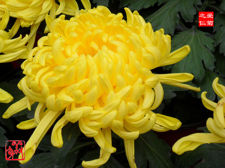 喜欢菊花,不如养盆“菊中珍品”秋水明月,似明月圆满,色泽鲜艳