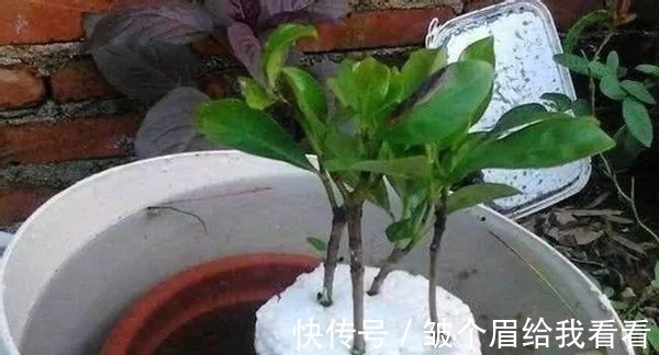 扔掉泡沫箱会污染环境?不如就拿来养花,实用、省钱、用途多
