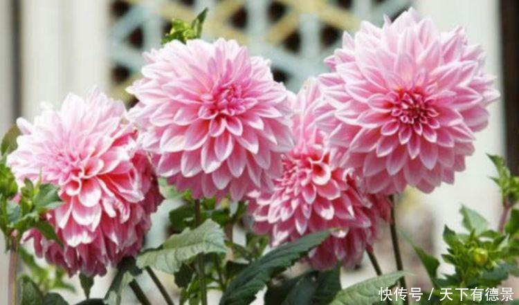 4种花一开就美爆,沾土就活,好养又漂亮,阳台变成百花园!