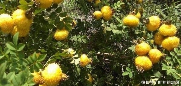 獼猴桃是水果中的維C之王？農村這種滿身刺的野果是它的41倍！