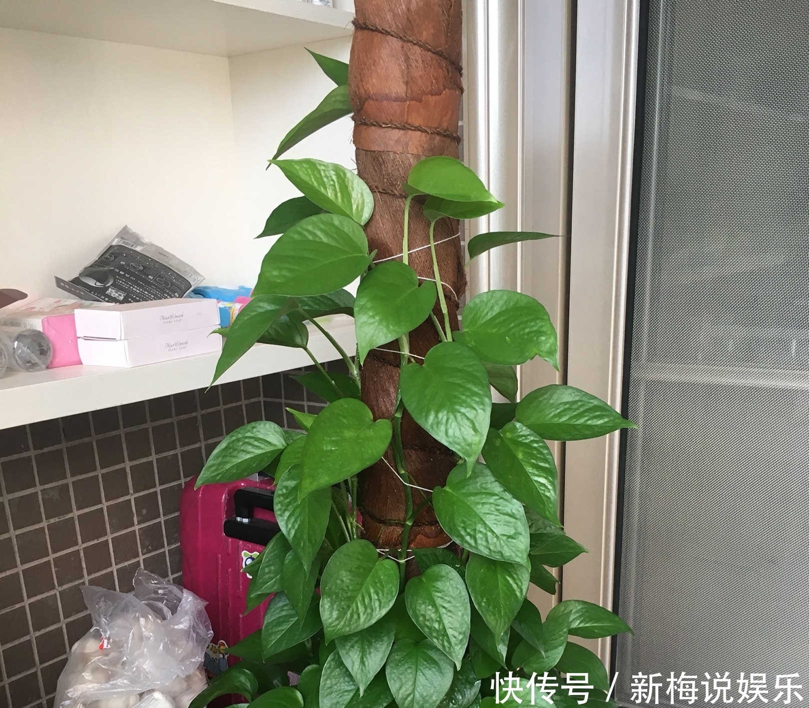 绿萝树|制作绿萝柱的简易教程,把绿萝养成绿萝树,绿萝也能玩出高大上