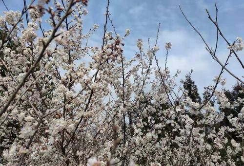 中薪|樱花、海棠、油菜花......到这些地方来边品美食边赏花