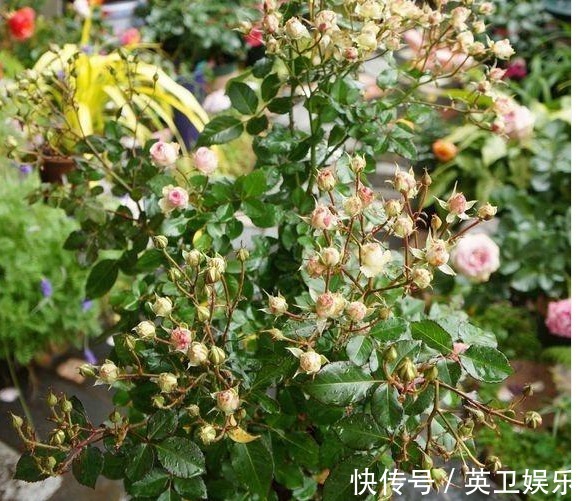 养月季花，做好“3点”，保证少生病开花多，一整年都有花赏