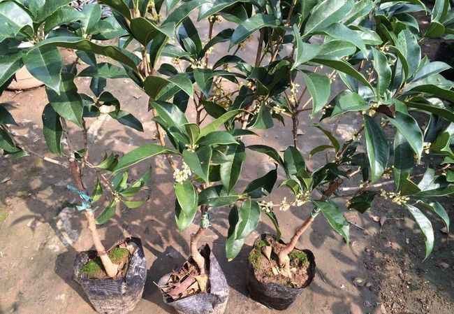 种了3年的桂花都没有开花,是怎么回事?