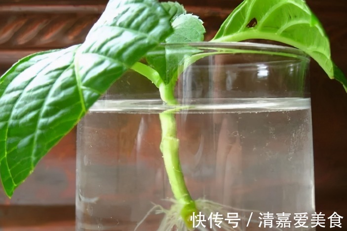 入坑看看别人是怎么用多菌灵、磷酸二氢钾、阿司匹林养花吧！