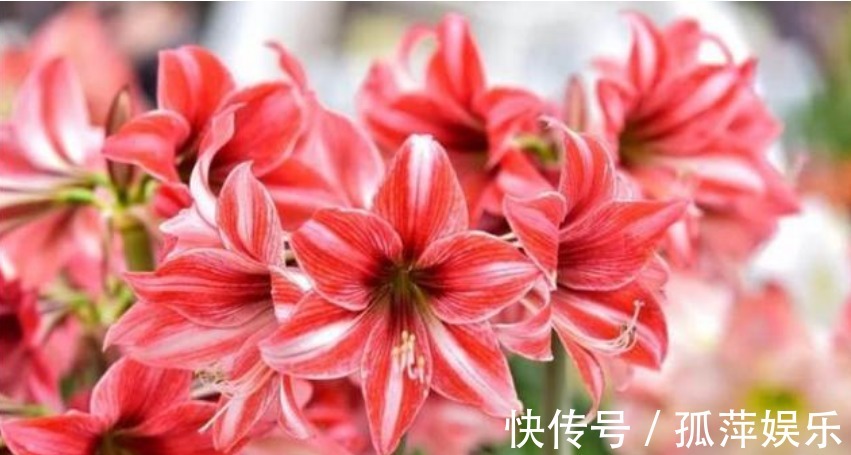 4种花人见人爱,仙气十足,花开美观又大气,花色艳丽灿烂无双