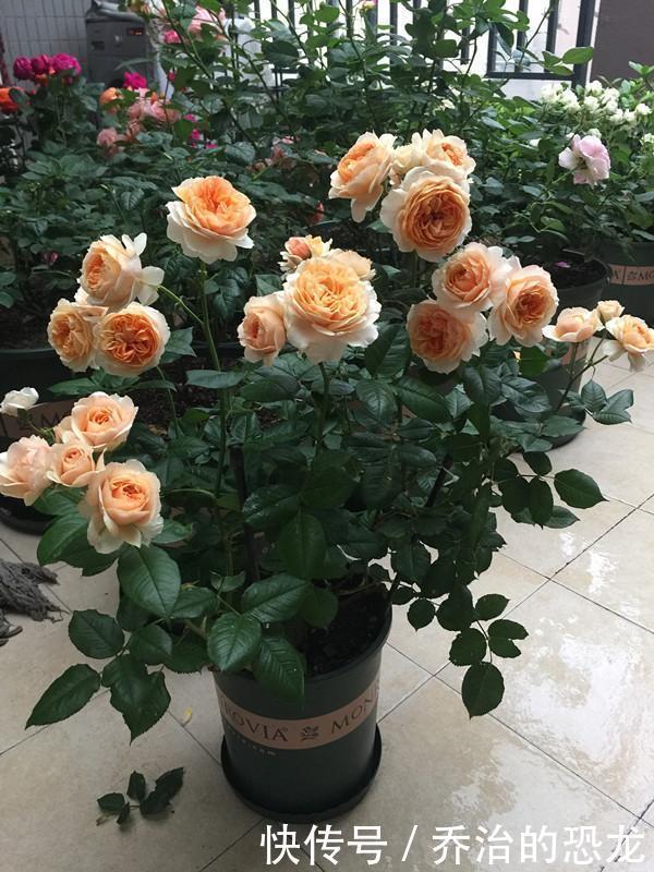 杏色|阳台养一株“杏色露台”,四季都有花看,赏花又闻香,种植也不难