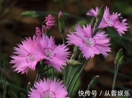 农村|农村此野草,有降血压、长毛发、养肾气,利尿通经的功效,认识吗