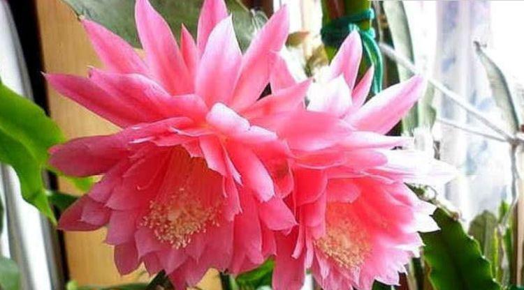 家养几款花卉,开花勤爱爆盆,直接变成小花园