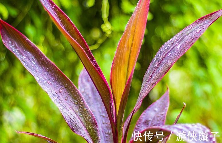 水培富贵竹叶子发黄,别急,三个小妙招轻松搞定