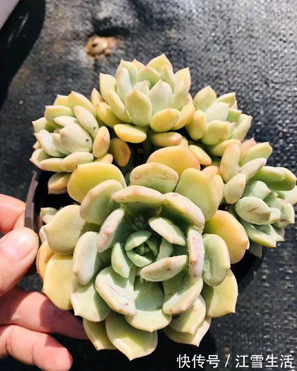 阳台党|5种多肉难出状态，就要狠狠虐，不然干脆送人！