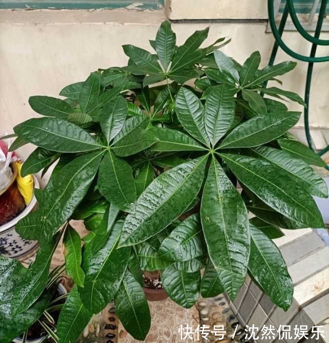 铜钱草|5种“有钱花”,满盆“铜钱叶”,越养钱越多,有钱人家都爱养它