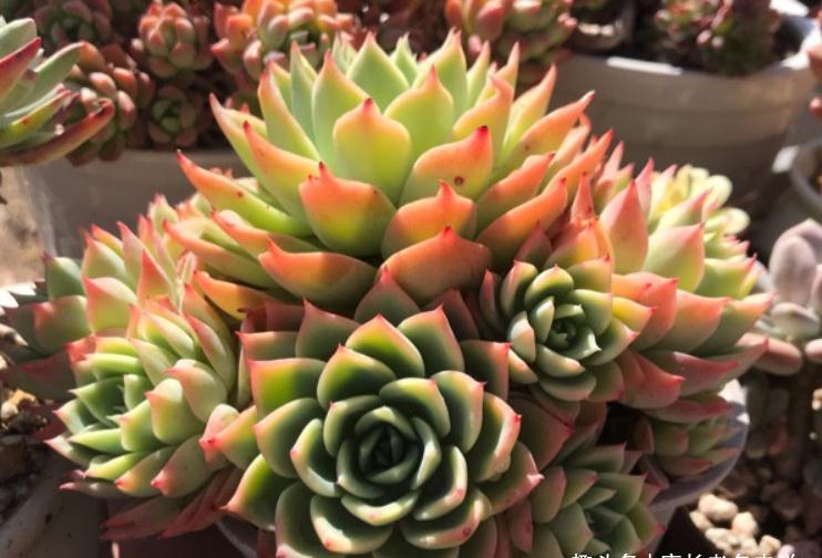 养不绿的鲁宾，晒不红的三色堇——这两款特征明显的多肉怎么选？