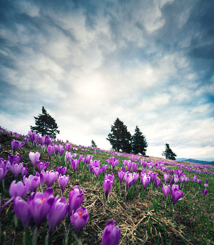 北方能过冬的庭院植物推荐