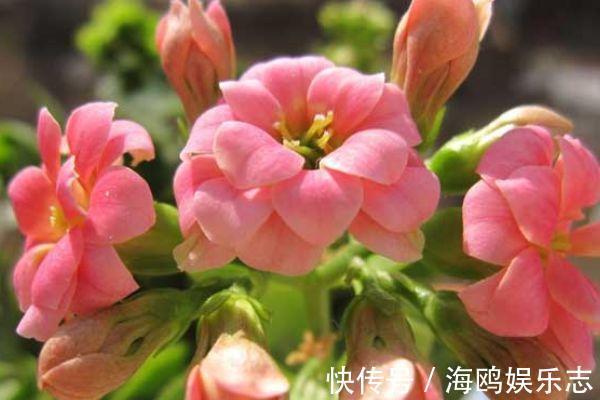 花骨朵|长寿花怕三种水,避开不烂根,轻松爆盆,花开烂漫迷人眼