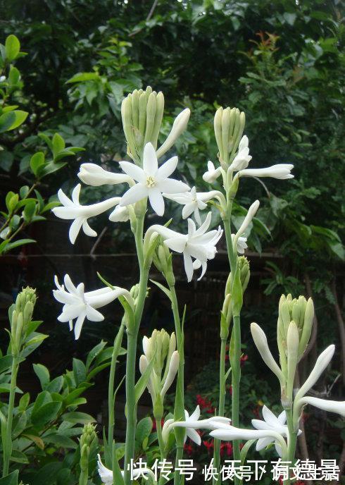 夏天|3种“漂亮花”,香气浓郁,大牌香水的“原料”,又香又美又值钱