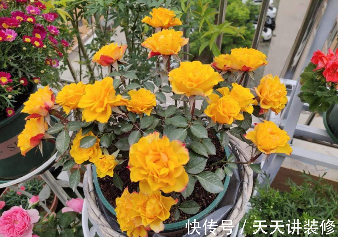 粉蝶|4种花别乱养,天天招虫子,越养越生气