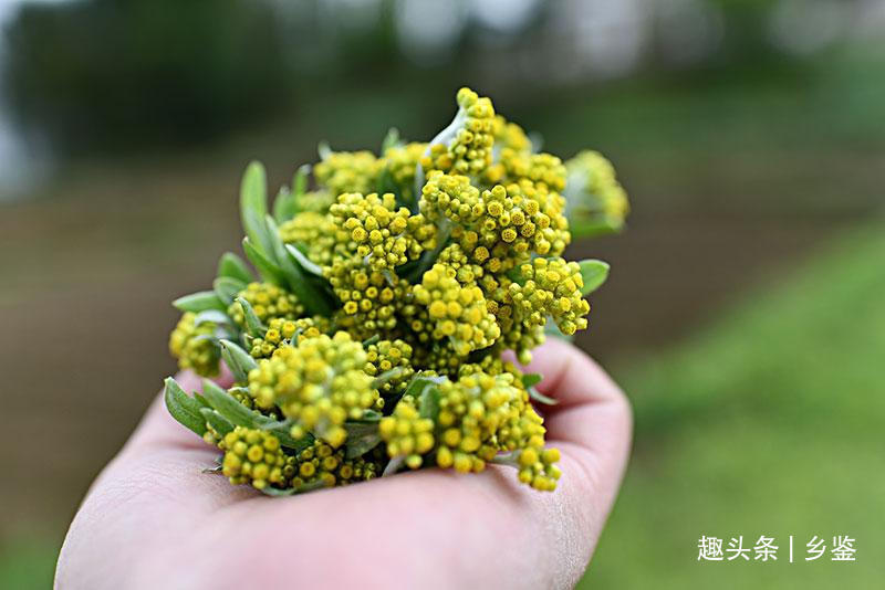 全国中草药汇编|农村这种野草，名字听着怪吓人但用处挺多，当你遇见了请多珍惜