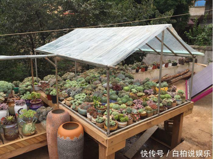 女婿在楼顶养多肉,村里人都跑来参观,丈母娘高兴坏了!