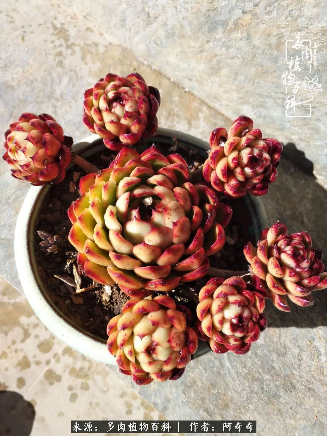 静心养多肉,只是为了在成人的世界里随波不逐流!