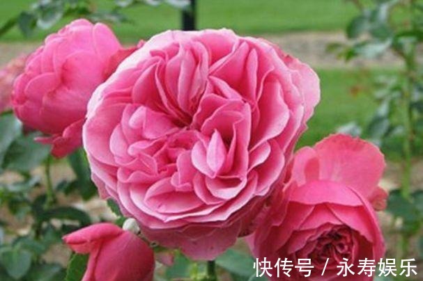 杜鹃花|此款花卉,好养易爆盆,一年到头开不停,天天看“花海”!