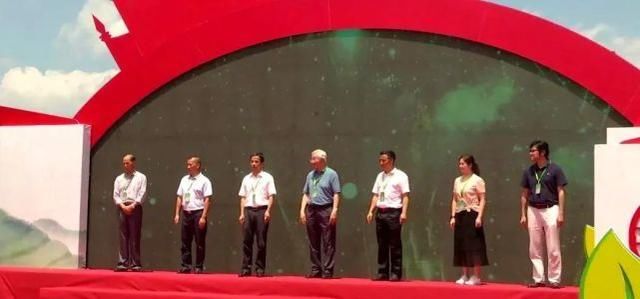 大田 开茶喽!三明大田“美人”娇艳绽放