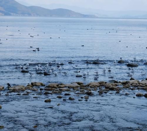 古城下的花海—美如画卷