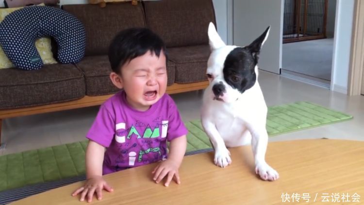 狗狗|狗狗抢走宝宝的饼干,惹得宝宝大哭不止,可它却叫得比宝宝还委屈