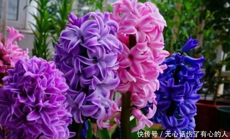 5种花适合夏天养,开花爆盆花期长,开花红红火火,大吉大利