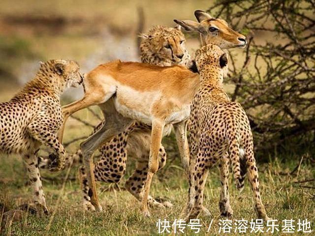 母親|趙菁被老虎拖走后，母親奮不顧身丈夫猶豫，并不是丈夫窩囊