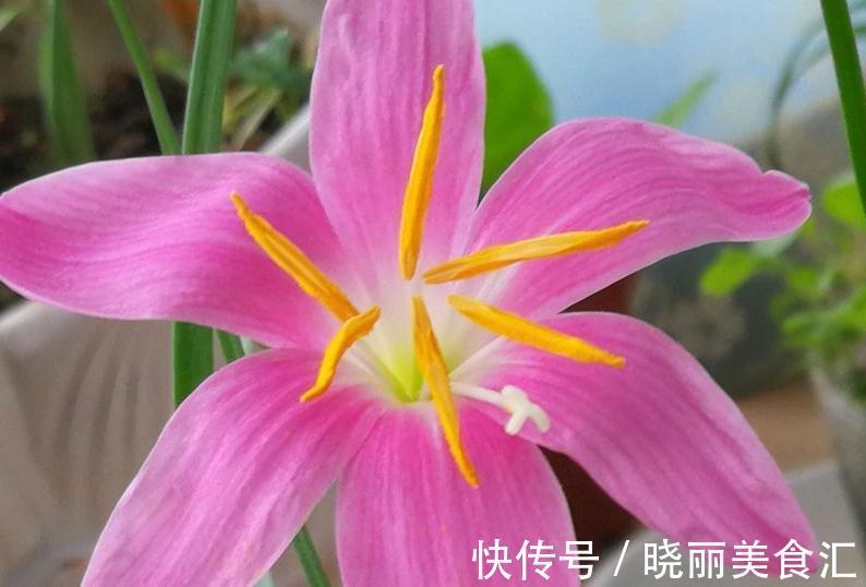 耐热耐雨淋的风雨兰，这样养护全年开花