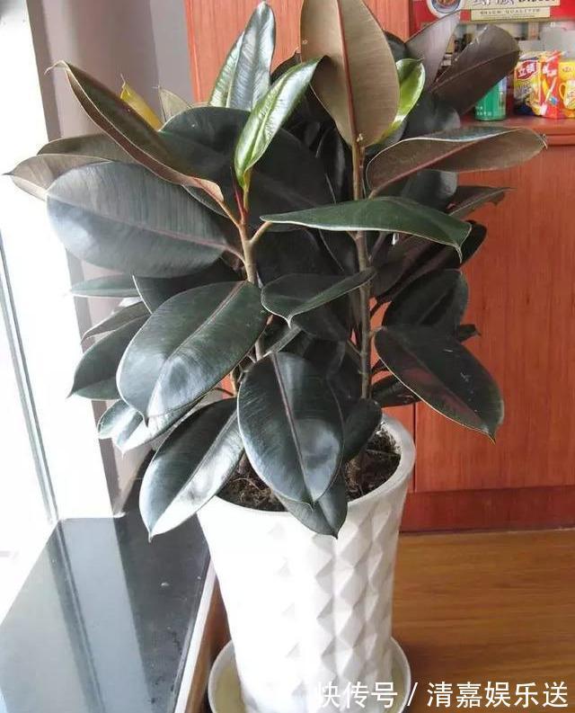 桂花|路边遇到4种花，别放过，掰个枝子长一盆！观叶赏花又好吃