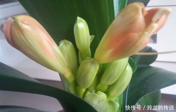 从大舅家搬回几盆君子兰,干尖还死不开花,是这几步搞错了