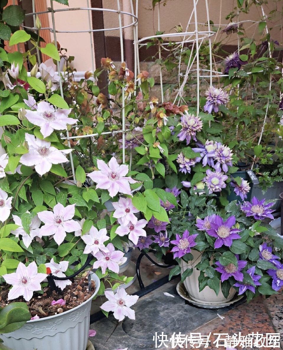 冬天“装死”的4种花，过冬不用管，明年早早就“开花”