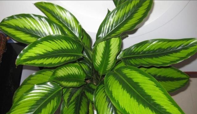 身体|卧室里万万别养这“2类花”，难怪身体会差，懂花的人都避开