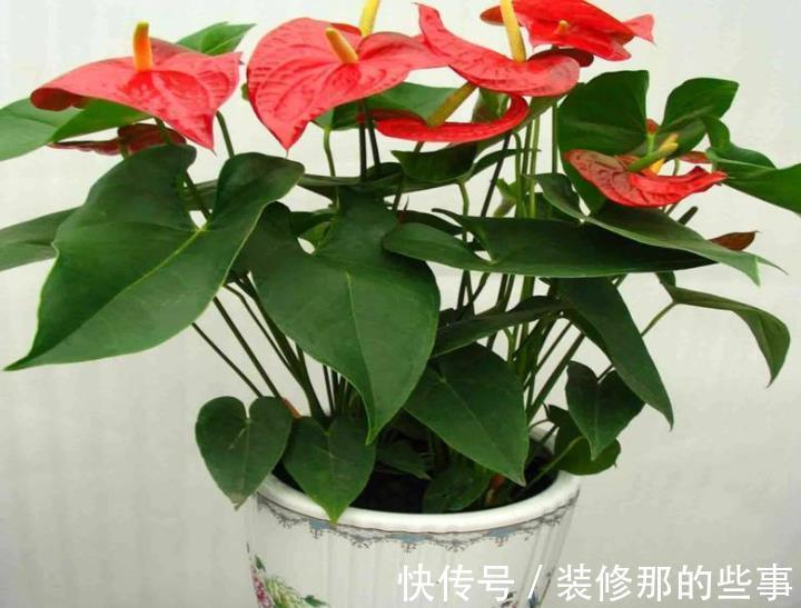 黄叶|家里养4种花,8月也要浇透水,一天不浇就黄叶,别大意