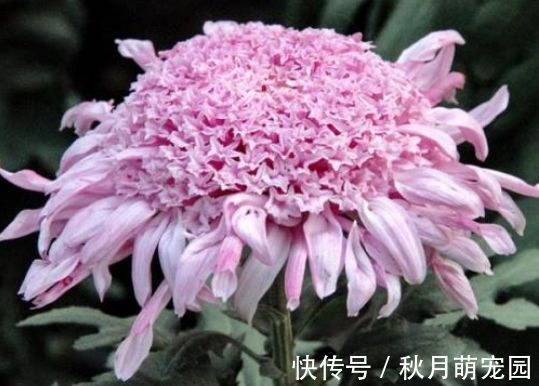 爆盆|4种花深受花友的喜欢，开花爆盆很简单，冬季一样能开花