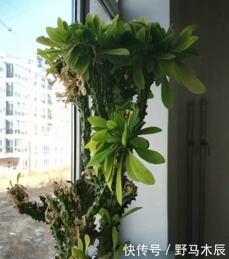 一人|爷爷在路上捡来的树枝,竟长成一人高的大树,给两万块也舍不得卖