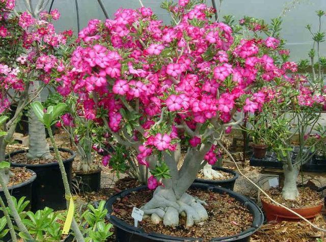 此种花一开就是一大盆，比月季还美，忘了浇水都能活！