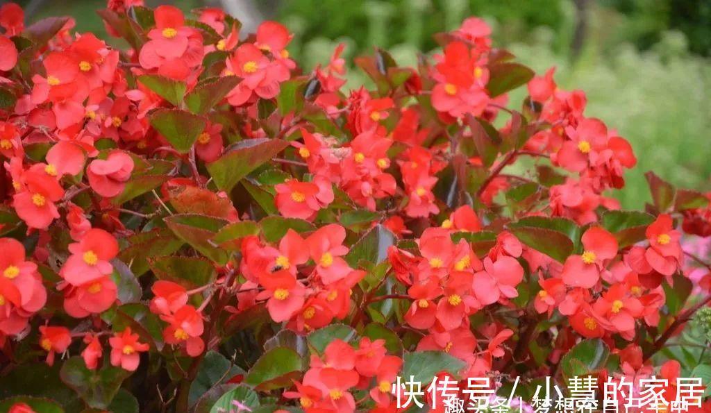 四季海棠|阳台别空着，养4种花，活脱脱像一小花园，看完我也想养！