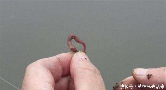 白白的粉条以为钓不到鱼, 扔下水一会儿, 水面有动静了