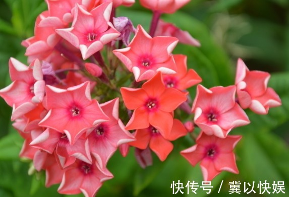 喜欢养花,不如养盆栀子花,光照越强,开花越旺,花色艳丽美美的