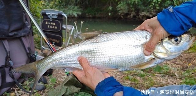 鱼线|切线跑的鱼,鱼就会死掉不一定,鱼会“想方设法”活下来!