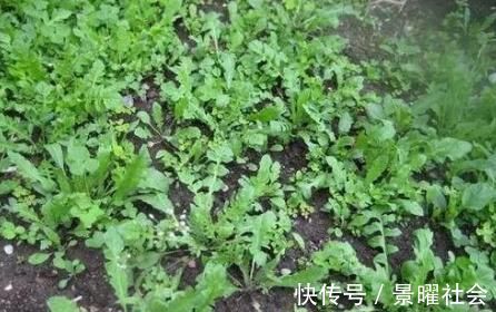 浑身|宁愿不吃，也别去碰3种蔬菜，浑身“堆满”寄生虫，为健康了解下