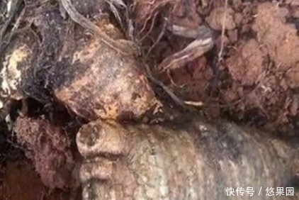 人参|意外挖到人参留念,第二天回看照片,吓出一身冷汗