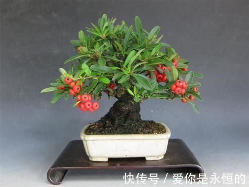 案头|“微型盆景”,我只服此3种,置于案头,让人一见钟情