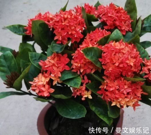 几种花很漂亮,花朵硕大花期长,适合家里养,看看你最喜欢哪一种