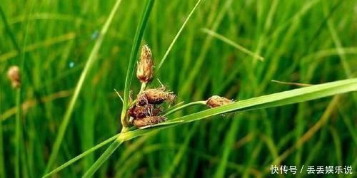 饮食积滞|农村一种草被称为“光棍草”，别嫌弃它，可谓全身都是宝！