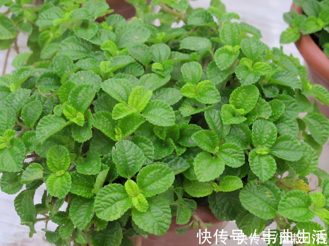 室内养花,就养4种“空气卫士”,人称天然净化器